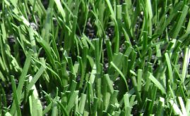 rubber infill for artificial grass turf